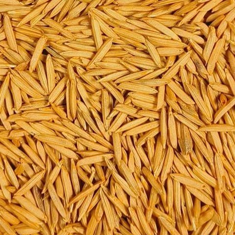 Bright Yellow coated seed